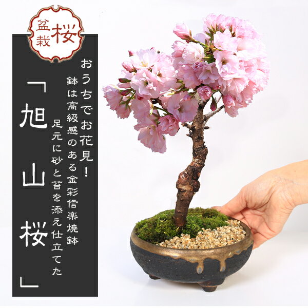 盆栽 父の日 ギフト プレゼント　桜盆栽：旭山桜*＜信楽焼黒イブシ金彩鉢＞苔と砂付き(2024年開花終了) 一才桜 鉢植え 和 お花見 誕生日 祝 プレゼントにもbonsai