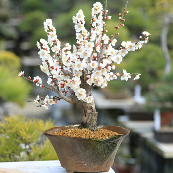 ߺϡ(;ѷȭ)*2024ǯֽλ̵ۡۡڤڡۡڤܤ󤵤ۡڥܥ󥵥bonsai