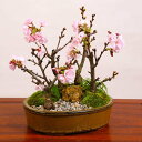 桜寄せ盆栽:〜『桜林』〜豪華旭山桜5本寄せ!*【送料無料】【...