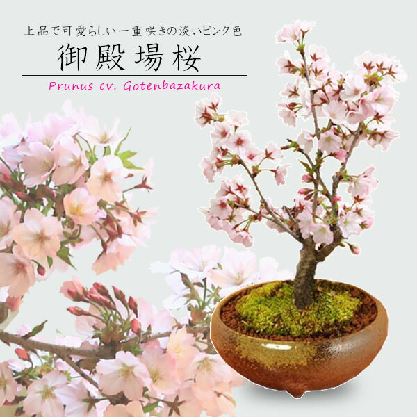 父の日｜桜の盆栽をギフトに！初心者向きのおすすめは？