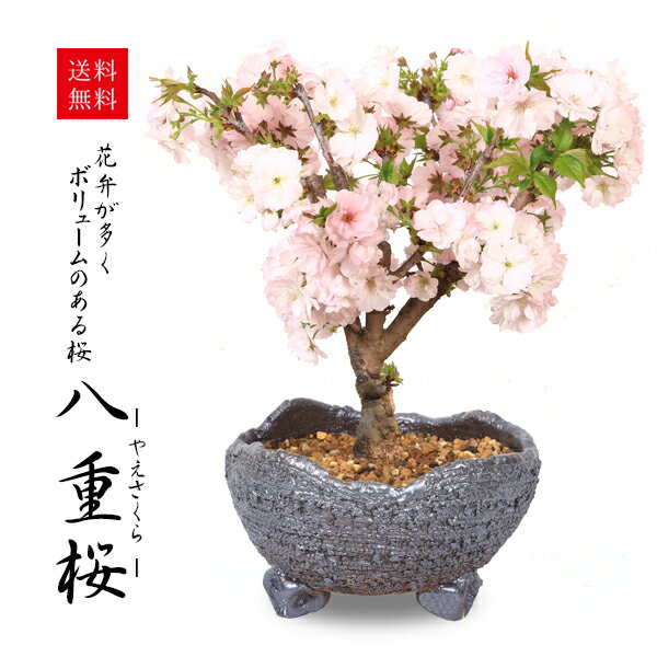 ◇楽天1位◇桜盆栽：八重桜(信楽焼鉢)*【2024年開花終了】 【送料無料】【あす楽対応】【さくら盆栽】自宅でお花見 bon…