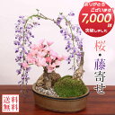 【父の日ギフト プレゼント】人気花物盆栽:桜・藤寄せ*陶器鉢【2025年春開花終了】【葉姿でお届け】【送料無料】【桜盆栽】【さくら盆栽】【即日発送!】自宅でお花...
