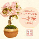 【あす楽 ギフト】【即日出荷可!】桜盆栽:一才桜(瀬戸焼茶丸鉢)*【2025年春開花終了】【葉姿でお届け】【送料無料】【あす楽対応】【さくら盆栽】自宅でお花見 ...