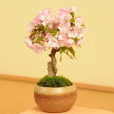 【あす楽 ギフト】【即日出荷可!】桜盆栽：一才桜(瀬戸焼茶丸鉢)*【2024年春開花】【送料無料】【あす楽対応】【さくら盆栽】自宅でお花見 bonsai