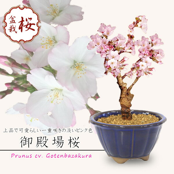 商品情報 樹種：御殿場桜（ゴテンバサクラ） 撮影月：　4月上旬 御殿場桜(落葉樹)は、4月に気品のある美しい一重の花が咲きます。11月-3月は落葉して葉の無い、蕾の姿。4月上旬頃開花予定。4月中旬-10月は葉姿でのお届けになります。 ＊数量ものの為、写真と若干形状・鉢が異なる場合がございます。 サイズ 樹高：約15～18cm位　鉢径：約12cm 手入れ ・水遣り・・・用土の表面が乾いたらあげる。目安は春・秋は1日1-2回、夏1日2回、冬2,3日に1回。・置き場所・・・基本的に室外。日当たり・風通しの良い所。夏は半日陰が良い。冬は風、霜があたらない陽だまりが良い。 ☆簡単な育て方説明書をお付けいたします。 ご購入後、詳しい手入れ方法を知りたい方は、メール・電話等でお問い合わせ下さい。 納期 配達ご希望日時のご指定ができます。 お急ぎの場合は午前中までにご注文の場合、即日発送も可能です。 ギフト包装 ラッピング包装可能です。(有料150円） メッセージカードもお付けできます。 オリジナルメッセージカードor定型カード 詳しくはこちら。 配送 【配送業者】 ヤマト運輸 【配送サービス名】宅急便 詳しくはこちら ラッピングはできますか？ メッセージカードは付きますか？ 配達日時指定はできますか？ ○有料（150円）になります。通常包装も心を込めて丁寧に梱包させて頂きます。 ○定型カードかオリジナルメッセージのいずれかを無料でお選びいただけます。 ○お好きな日時をご指定できます。 送り主を連名にできますか？ 初心者です。大丈夫ですか？ 盆栽は難しいですか？ ○できます。ご請求先、もしくはコメント欄にご記入下さい。 ○育て方説明書をおつけします。ご購入後もメール・電話・FAXでお問い合わせできます。 Xお水やりと日の当たる置き場所があれば、植物をお好きな方は大丈夫。愛があればOK！ Let’s　tryです。 ご注文時に以下の内容を必ずご確認ください ※配達日時指定の県別詳細 北海道＆東北(青森県・秋田県・岩手県・山形県・福島県)・・・翌々日午前中から指定可能宮城県・・・翌日14時以降指定可能 関東(茨城県・栃木県・群馬県・埼玉県・千葉県・神奈川県・東京都)・・・翌日午前中から指定可能 甲信越(新潟県・長野県・山梨県)・・・翌日午前中から指定可能 北陸(富山県・石川県・福井県)・・・翌日午前中から指定可能 東海(三重県・岐阜県・愛知県・静岡県)・・・翌日午前中から指定可能 近畿(大阪府・京都府・滋賀県・奈良県・和歌山県・兵庫県)・・・翌日午前中から指定可能 中国(岡山県・広島県・山口県・鳥取県・島根県)・・・翌日午前中から指定可能 四国（香川県・徳島県・愛媛県・高知県）・・・翌日午前中から指定可能 福岡県・・・翌日午前中から指定可能 九州(佐賀県・長崎県・熊本県・大分県・宮崎県・鹿児島県)・・・翌日14時以降指定可能沖縄県・・・翌々日午前中から指定可能 (例)翌日14時以降指定可能なエリアに午前中着でお届けしたい場合は翌々日の午前中のお届けになりますので、ご注文日より2日後をご指定下さい。 ※配送エリアは離島、及び一部の山間部を除きます。(上記より日数がかかります。) ※翌日着が可能な商品は、当店にて在庫がある商品に限ります。対象商品の商品名に、「あす楽対応」というキーワードが入っているものに限りますので、ご注意ください。 ※あす楽対応商品と非対応商品を同時に購入(同梱発送)する場合、あす楽対応外となりますので、ご注意ください。 ※交通機関の不具合や悪天候などその他の不可抗力が生じた場合には、商品の到着時間帯および到着日が前後することがありますのでご了承願います。 ※銀行振り込みの場合、およびクレジット決済で承認が取れなかった際など、翌日配送ができない場合がございます。ご了承ください。 ※注文内容ご確認メール（自動配信メール）記載の購入日時（注文確定日時）が、注文受付時間となります。　翌日のお届けには、記載の時刻が正午よりも前である必要があります。 ※特定の商品へのアクセスが集中した場合、システムの都合上、受注時間に誤差が生じる可能性がございます。自動配信メールを必ずご確認ください。自動配信メールが届かない場合は、当店へ直接ご連絡ください。 桜盆栽　さくら盆栽・サクラ盆栽・ミニ盆栽・ミニさくら盆栽・ミニサクラ盆栽・あさひやまさくら・八重桜・アサヒヤマ・モダン盆栽　通販　盆栽　苔　創作盆栽　小品盆栽　盆栽販売　観葉植物　ミニ観葉植物　植木　人気商品　プレゼント　ギフト 季節の贈りもの　お正月・お年賀・成人の日・節分・バレンタインデー・ひな祭り・春分の日・お彼岸・ ホワイトデー・卒業式・入学式・こどもの日・母の日・父の日・七夕・お中元・書中見舞い・残暑見舞い・お盆・敬老の日・秋分の日・七五三・クリスマス・イブ・ お歳暮・シンボルフラワー・早期ご予約・早期割引・早割・早期特典 ＜大切なあの人へのプレゼント＞御祝・御礼・御挨拶・粗品・お使い物・贈答品・ギフト・ 贈りもの・進物・記念日・結婚記念日・お誕生日・バースデー・発表会・祝電 ＜お祝いや内祝いなど祝儀の品＞引き出物・お祝い・内祝い・結婚祝い・ 結婚内祝い・出産祝い・出産内祝い・プロポーズ・ 婚約・引き菓子・快気祝い・快気内祝い・プチギフト・金婚式・銀婚式・告白・喜寿・米寿・卒寿・還暦 ＜ビジネスでのギフト・お礼・大人のマナーとして＞開店祝い・移転祝い・お見舞い・歓送迎会・送別祝い・退職祝い・公演 楽屋見舞い・開店 オープン・新築祝い・引越し祝い・入学祝い・卒業祝い【配達日時指定OK】【メッセージカード無料】 清楚な一重のサクラが咲きます！ 　　　　　　　　　　　　　　4,380円(税込)