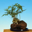 山草:トキワシノブ石付(受け皿付)*【送料無料】 山草:トキワシノブ石付(受け皿付)*【送料無料】