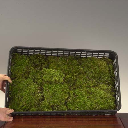 盆栽用:はい苔　(トレイ入り)*ハイ苔