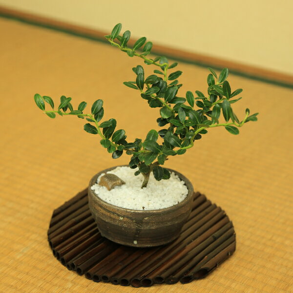 �������ġ����������ޥåȴ�S*22cm�����