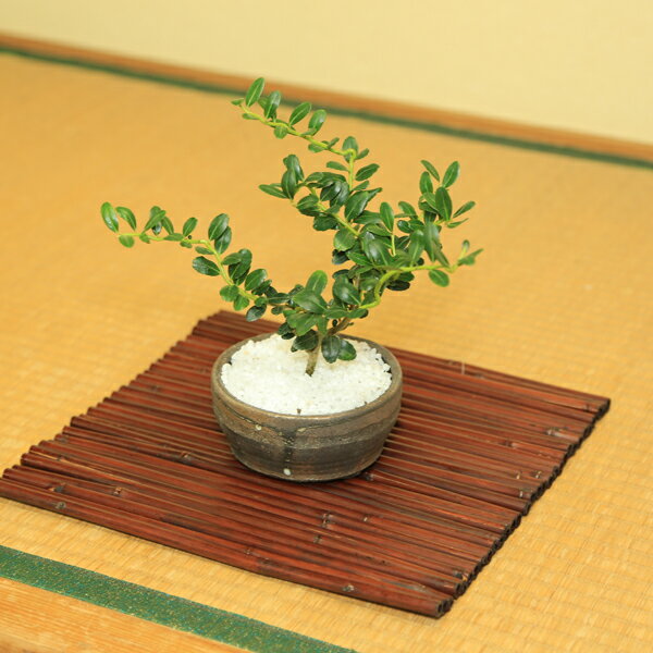 �������ġ����������ޥå�����S*20cm�����