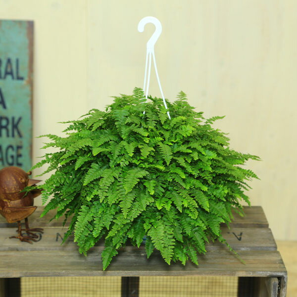 楽天市場】ネフロレピス(観葉植物|花・観葉植物):花 楽天市場】ネフロレピス(観葉植物|花・観葉植物):花