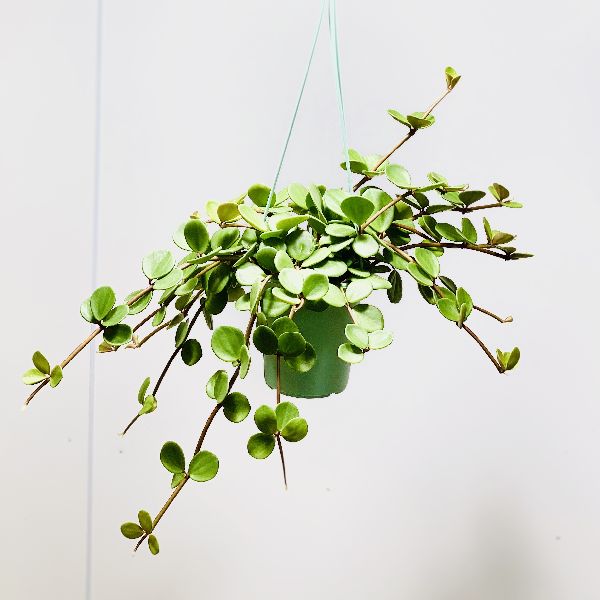 観葉植物：ペペロミア　ホープ　吊り鉢*3.5号のサムネイル