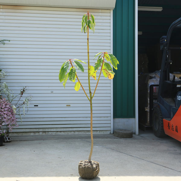 送料無料 大型庭木 植木 縁起良し：ユズリハ（ゆずりは）譲り葉 樹高150-170cm 佐川急便発送