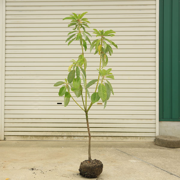 送料無料 庭木 植木 縁起良し：ユズリハ（ゆずりは） 譲り葉 樹高120cm 佐川急便発送