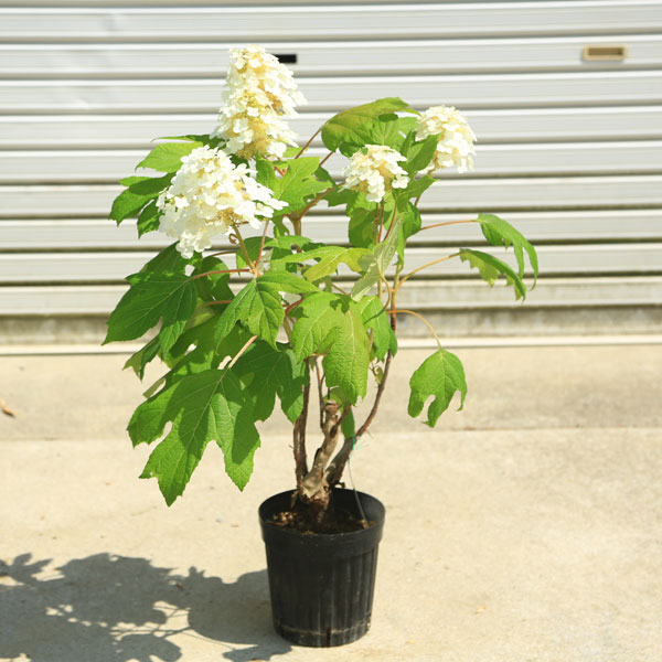 Rakuten - 庭木・植木：カシワバアジサイ（柏葉紫陽花）*（一重咲き）スノークイーン6寸ポット　かしわばあじさい