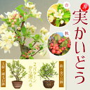 幹が選べる中品盆栽：深山かいどう(信楽焼鉢)*bonsai　海棠　カイドウ　kaidou