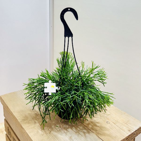 おしゃれ　観葉植物：リプサリス　ハティオラ*5号　吊り鉢　猿恋葦のサムネイル