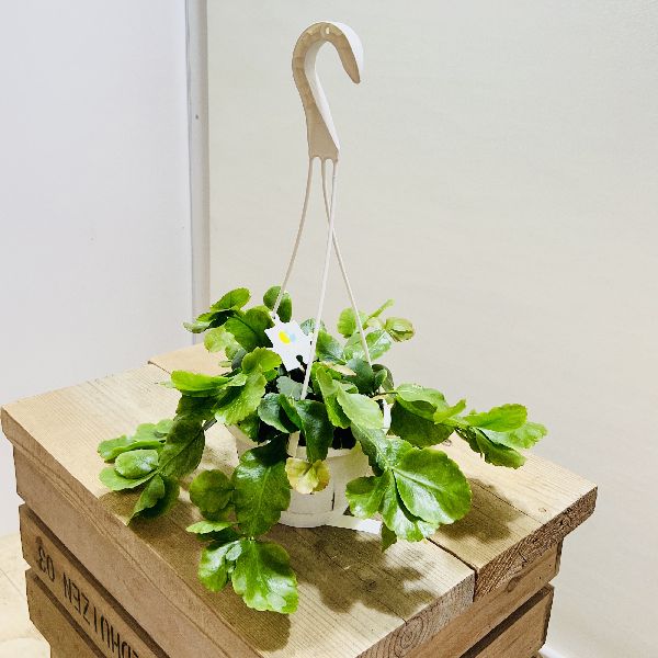 Other - おしゃれ　観葉植物：リプサリス　ゴーベリアナ*5号　吊り鉢