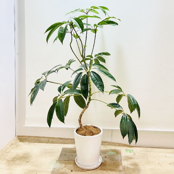 おしゃれ　観葉植物：ツピタンサス*鉢植え 受皿付 ココヤシ 大型佐川急便