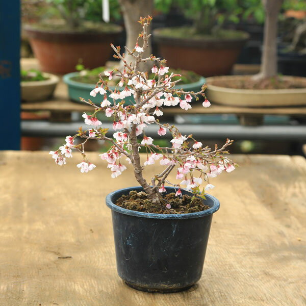 特選苗：富士桜（湖上の舞）