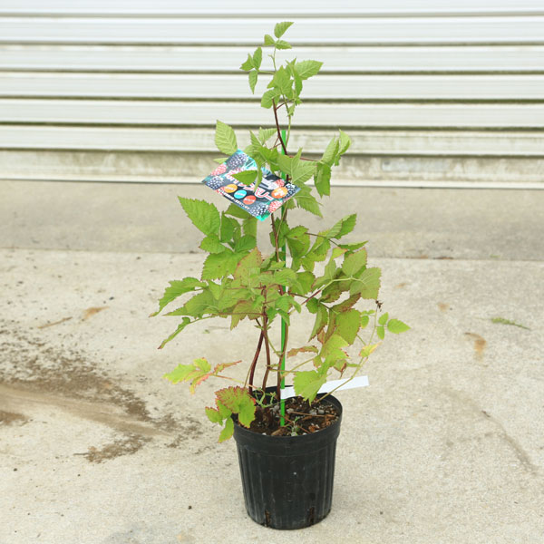 Other - 庭木・植木・果樹苗：ボイセンベリー（ボイスンベリー）*　樹高40cm　ぼいせんべりー