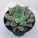 多肉植物：ハオルチア ベヌスタhyb.*S　幅7.5cm