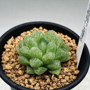 多肉植物：ハオルチア 光るオブツーサ S 幅3.5cm