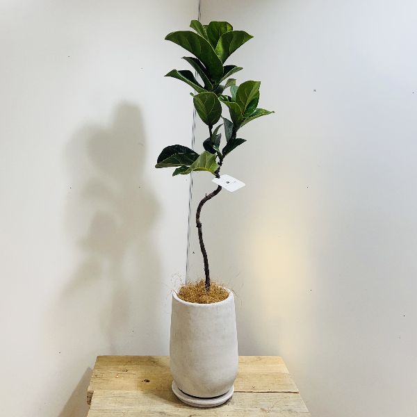 おしゃれ　観葉植物：カシワバゴムの木 　バンビーノ　鉢植え　受皿付*ココヤシのサムネイル