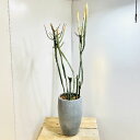 おしゃれ　観葉植物：ユーフォルビア　エンテロフォラ*ヘラサンゴ　鉢植え　受皿付　ココヤシ