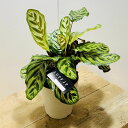 観葉植物:カラテア マコヤナ*5号 プラポット