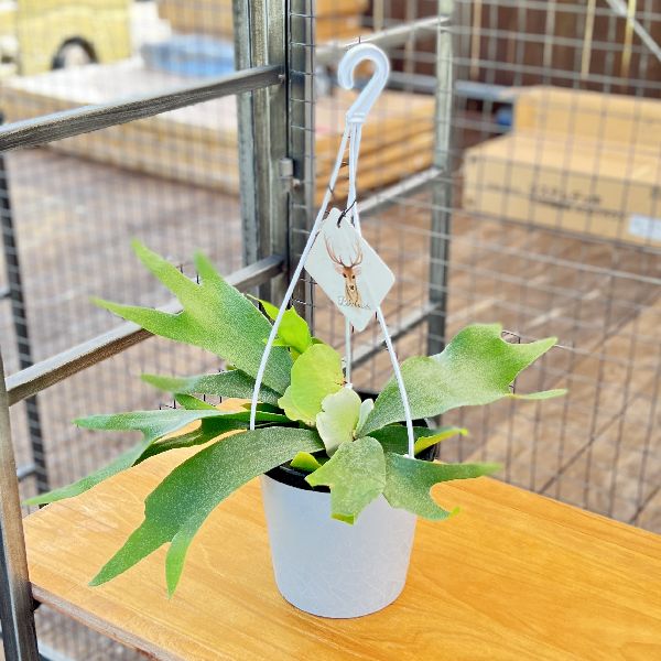 おしゃれ　観葉植物：ビカクシダ　コウモリラン　ネザーランド*5号　吊り鉢