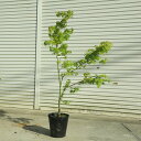 現品庭木・植木:青柳もみじ(あおやぎもみじ)*紅葉 樹高130cm 佐川急便発送 現品限り!アオヤギ