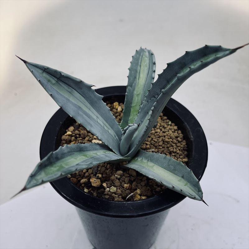 多肉植物：アガベ アメリカーナ錦 エクスパンサ パリーダ*幅14cm