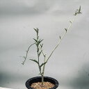 コーデックス:アデニア レパンダ*葉幅36cm 現品!一品限り