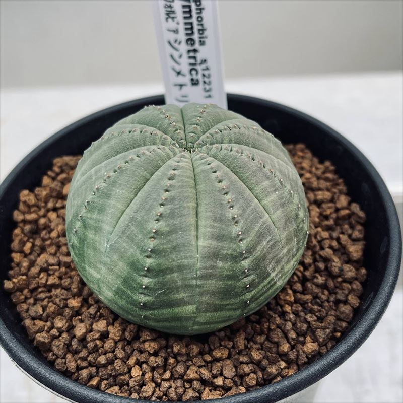 多肉植物：ユーフォルビア シンメトリカ*M　幅5cmのサムネイル