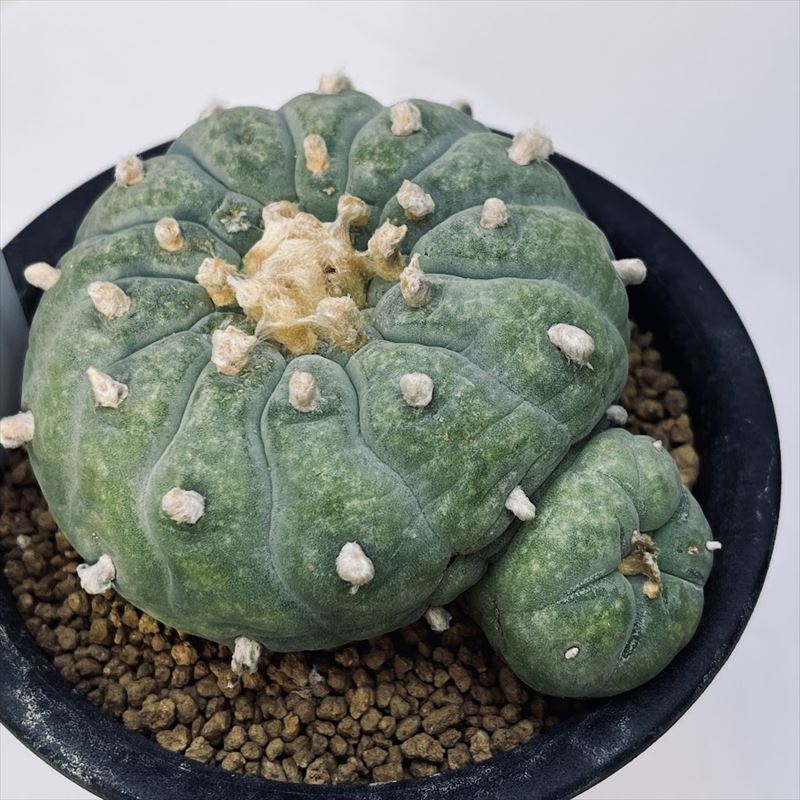 サボテン：ロフォフォラ　銀冠玉*幅9cm　現品！一品限り