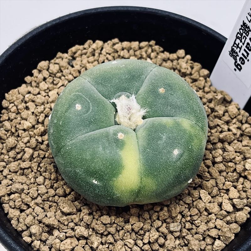 ���ܥƥ󡧥��ե��ե��顡�䴧�̶�*��4cm�����ʡ����ʸ¤ꡡ��������