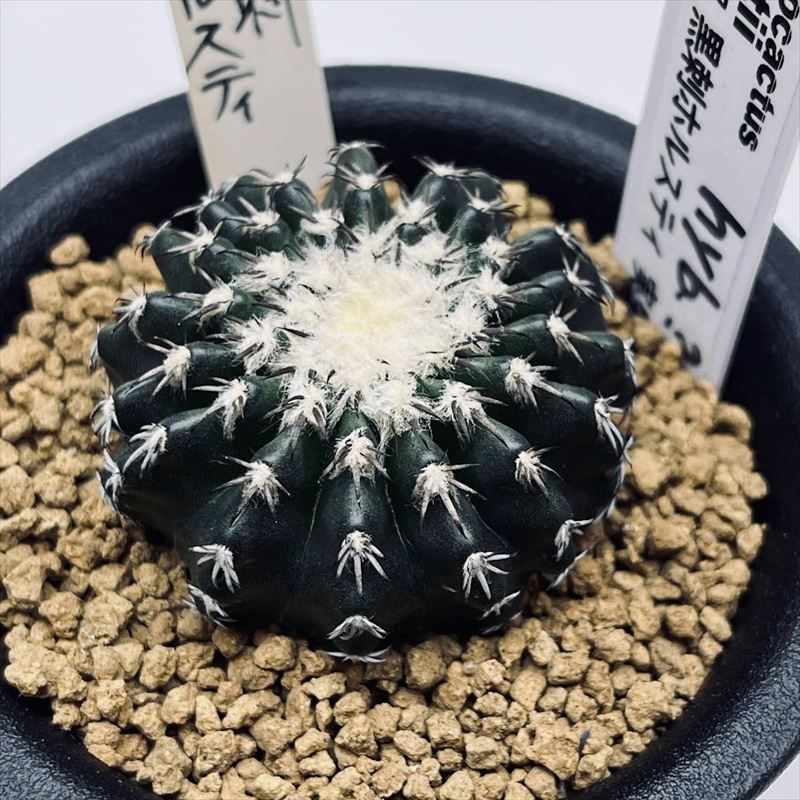 サボテン：ディスコカクタス 黒刺ホルスティhyb. 実生*幅4cmのサムネイル