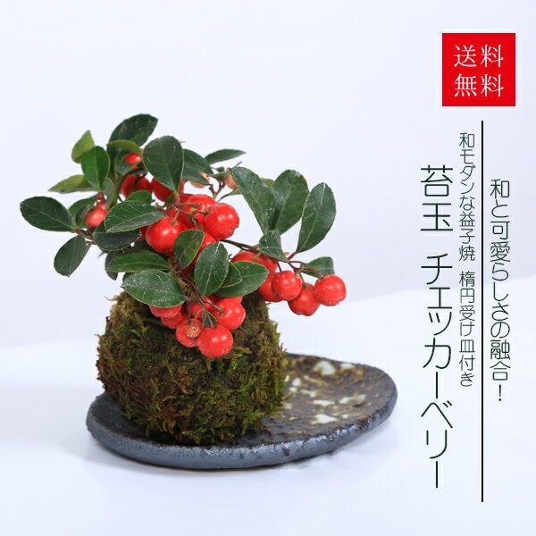 苔玉 ：チェッカーベリー*(益子焼受け皿付き)和モダンプレゼントギフトにも鉢植えbonsai