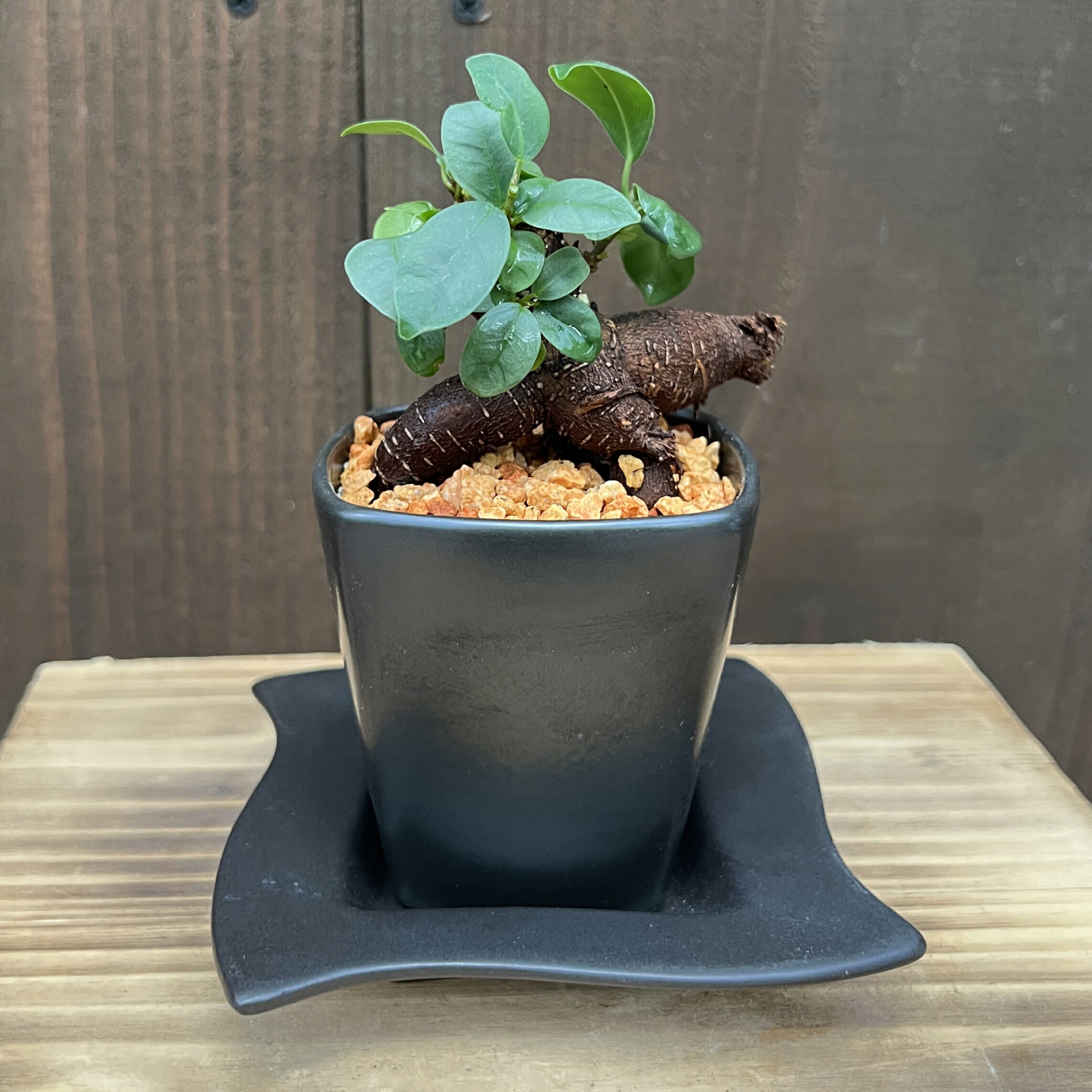 がじゅまる　観葉植物：ミニガジュマル*スクエアシュリケン鉢　受皿付