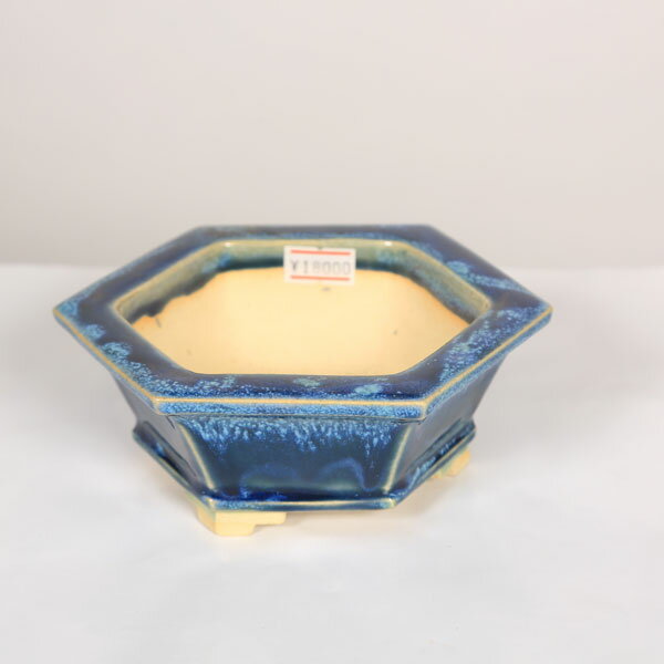 盆栽小鉢：桂雲 六角鉢 14.3cm 【現品】*資材