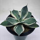 多肉植物:アガベ ポタトルム錦 覆輪*幅13cm 現品!一品限り