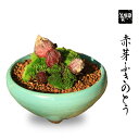 盆栽：赤芽ふきのとう*(国産小鉢)(春の舞)5芽入り　【送料無料】早春　山野草　bonsai