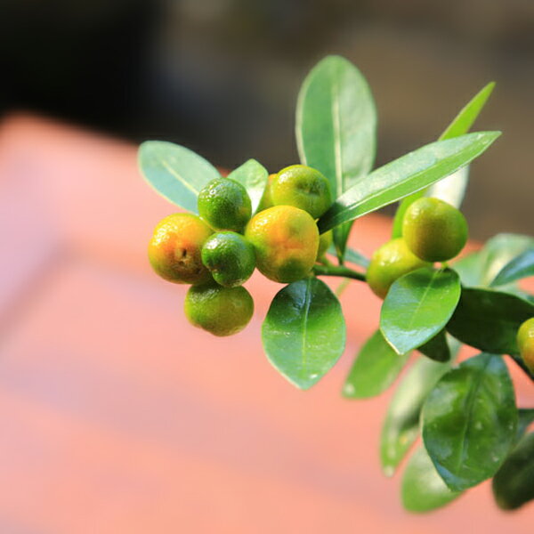 �ߥ��ߺϡ����󤺡ʶ�Ʀ��*(�������ѷ�ȭ �������դ�)���󥺼�ʪ������ȭ����ƫ��ȭ�¥���󥮥եȥץ쥼��Ȥˤ�bonsai