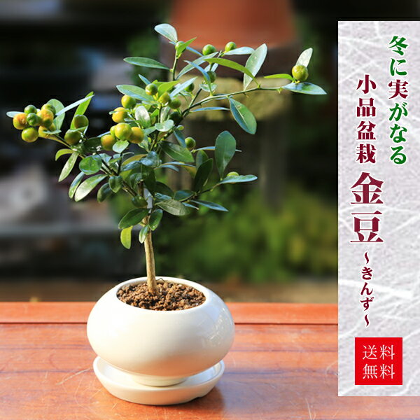 小品盆栽：きんず（金豆）*(受け皿付き)キンズ実物実成り鉢植え陶器鉢和モダンギフトプレゼントにもbonsai