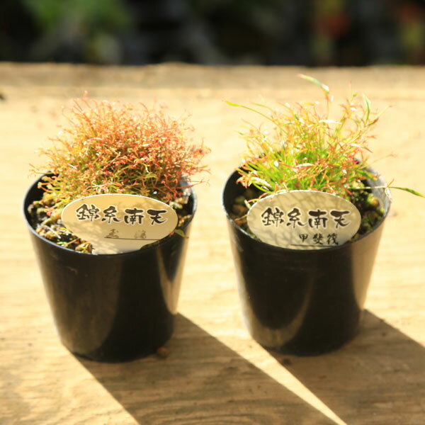 �ġ��׻���ŷ�ʶӻ���ŷ�˳Ƽ�*�����󤷤ʤ�Ƥ󡡥ʥ�ƥ�