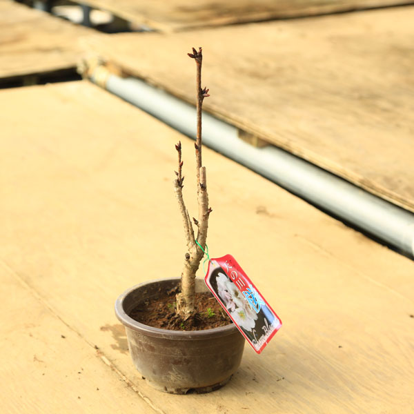 苗：天の川桜　5号*　さくら　サクラ