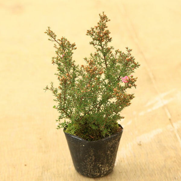 庭木　植木：ギョリュウバイ（魚柳梅）*ぎょりゅうばい