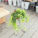 おしゃれ 観葉植物：アイビー 壁掛けフック付き*吊り ヘデラ Hedera セイヨウキヅタ