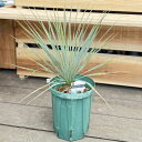 おしゃれ 観葉植物 苗：ユッカ ロストラータ*7号 Yucca rostrata