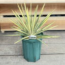 おしゃれ 観葉植物 苗：ユッカ カラーガード*7号 Yucca filamentosa Color Guard